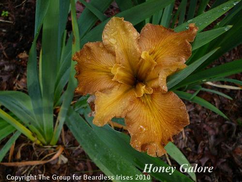 Honey Galore (1)